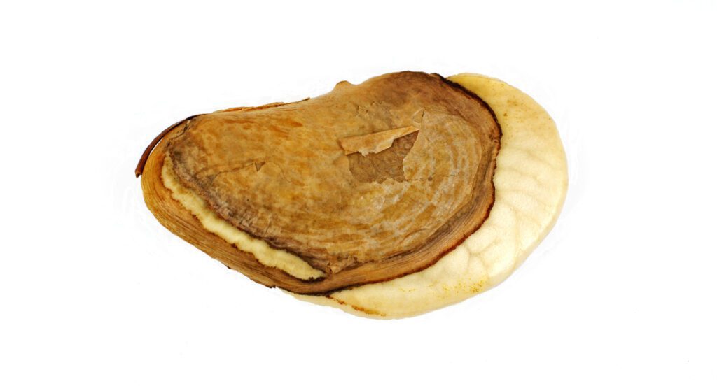 เมล็ดมะม่วงกับเครื่องสำอาง