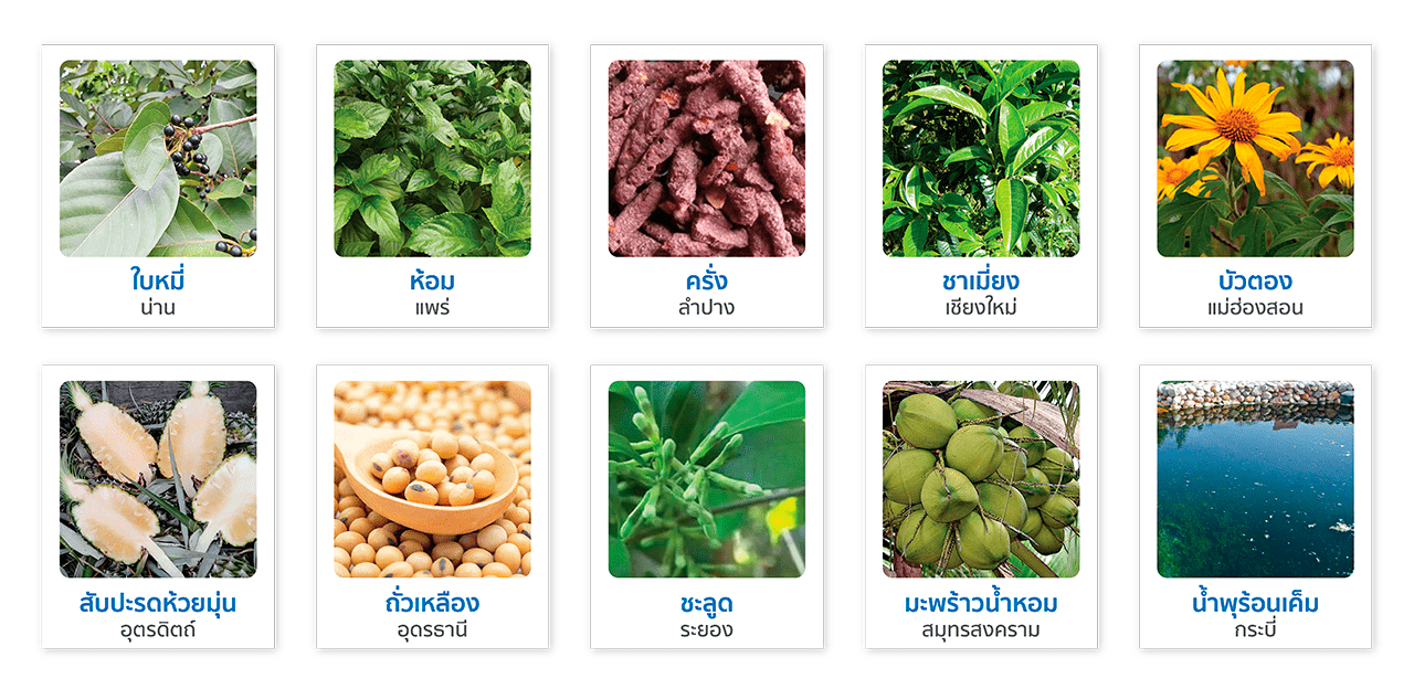 โครงการ Thai Cosmetopoeia นำขับเคลื่อนเศรษฐกิจ