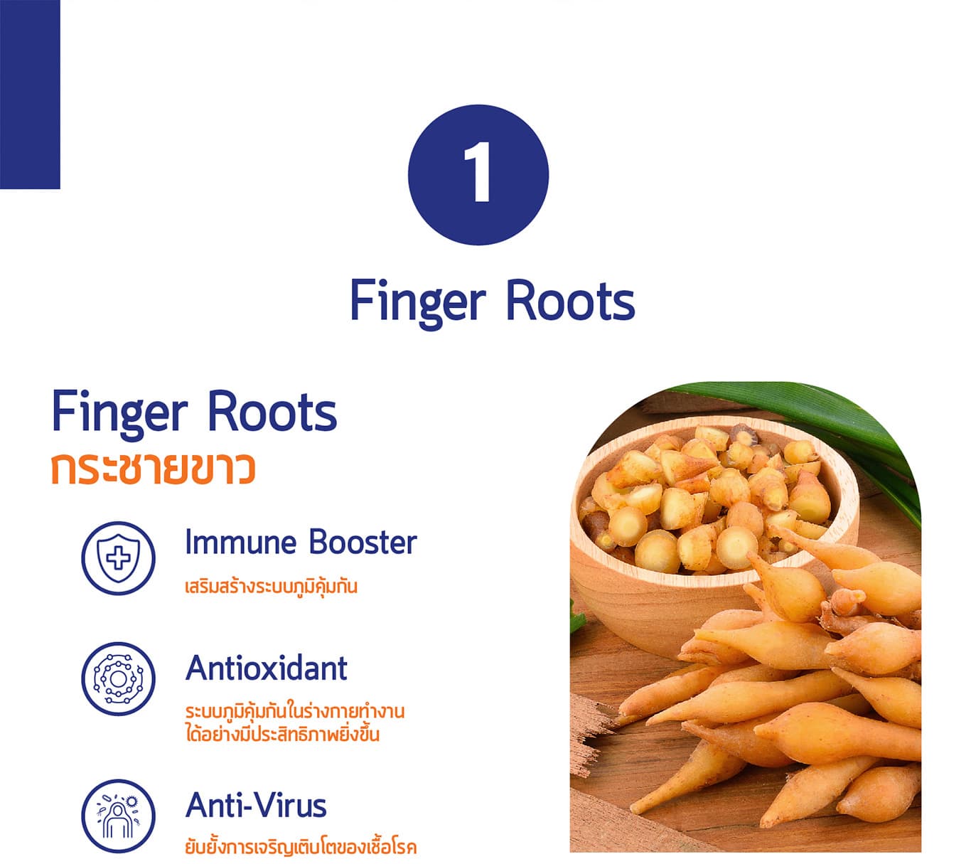 White Ginger Booster Plus