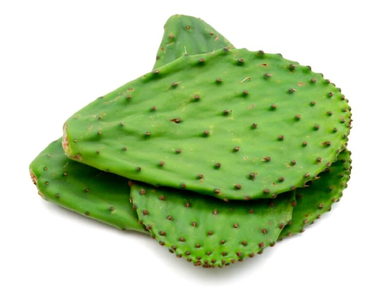 Cactus extract