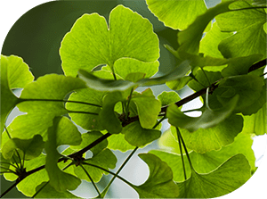 Ginkgo Biloba Leaf Powder