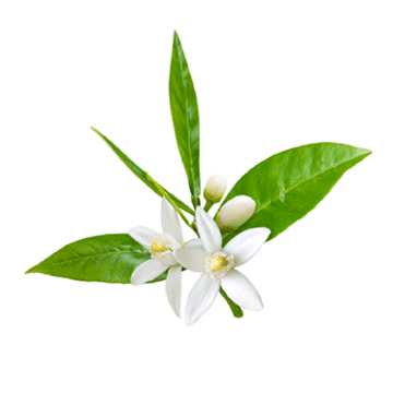 Citrus Aurantium Extract (สารสกัดจากส้มซิตรัส)