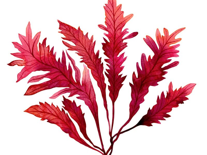 Astaxanthin (สาหร่ายเซลล์เดียวจากแถบสแกนดิเนเวีย)