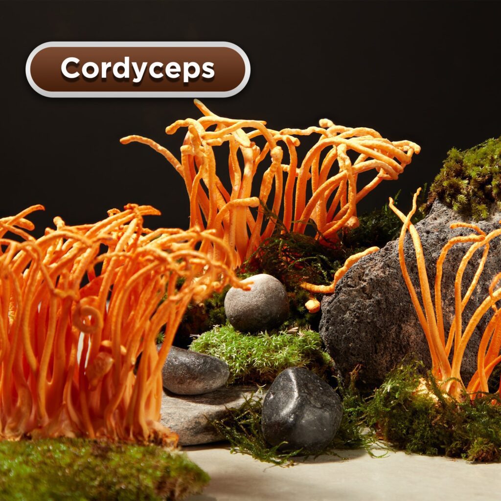 Cordyceps as ingredient for private label coffee