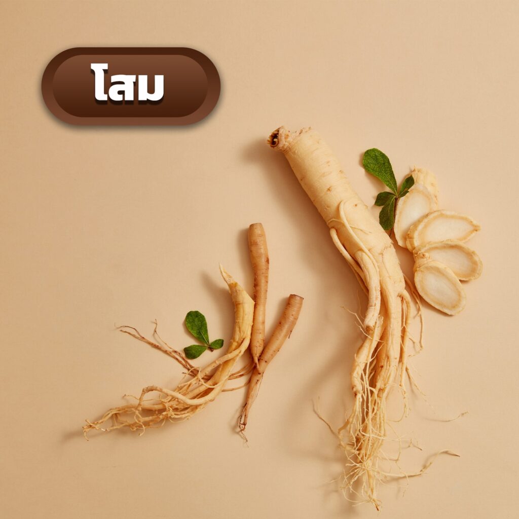 โสม (Ginseng Root)