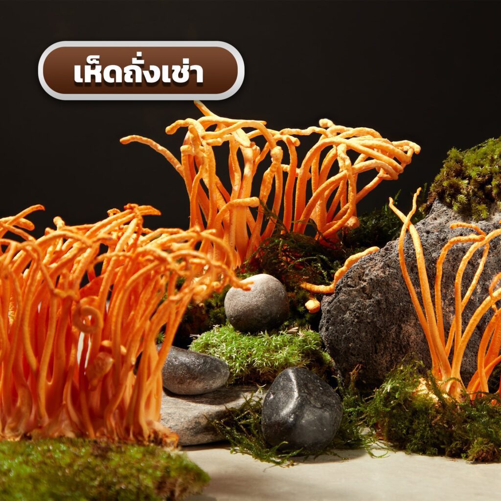 เห็ดถั่งเช่า (Cordyceps)