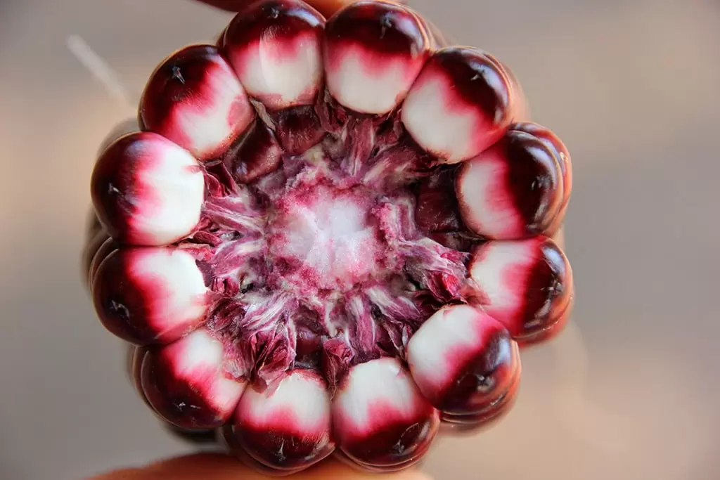 red-corn-2-min